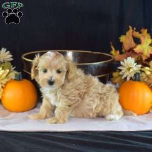 Griffin, Yorkie Puppy