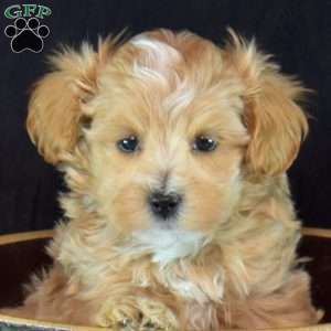 Griffin, Yorkie Puppy