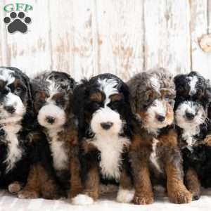 Preston, Mini Bernedoodle Puppy