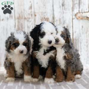 Preston, Mini Bernedoodle Puppy