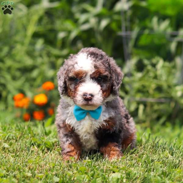 Gunner, Mini Bernedoodle Puppy