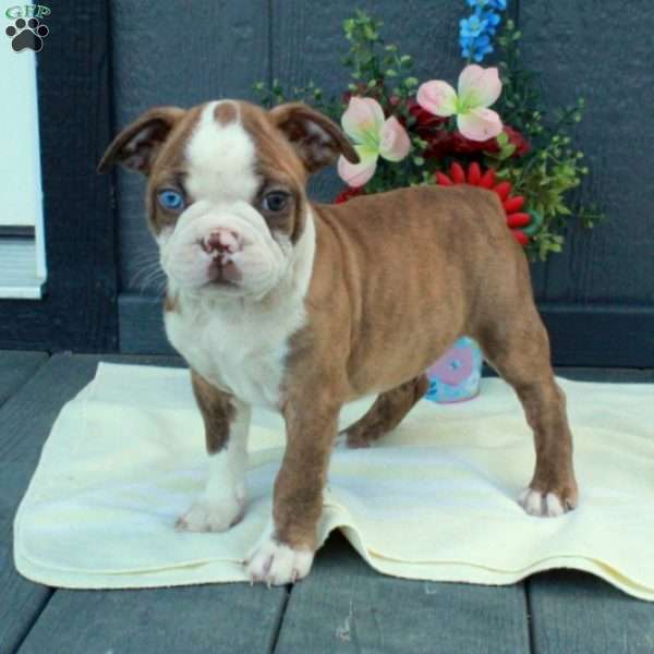 Gus, Boston Terrier Puppy
