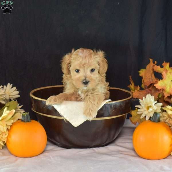 Gus, Yorkie Puppy