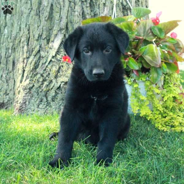 Gus, German Shepherd Puppy