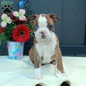 Gus, Boston Terrier Puppy