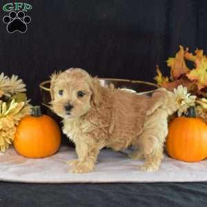 Gus, Yorkie Puppy