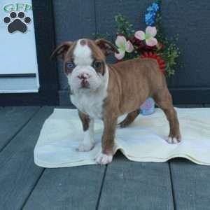 Gus, Boston Terrier Puppy
