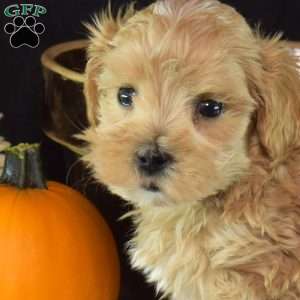 Gus, Yorkie Puppy