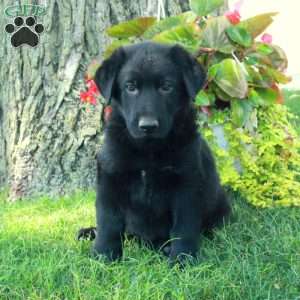 Gus, German Shepherd Puppy