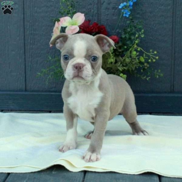 Gwen, Boston Terrier Puppy