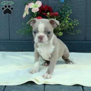 Gwen, Boston Terrier Puppy