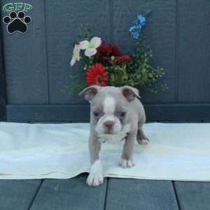 Gwen, Boston Terrier Puppy