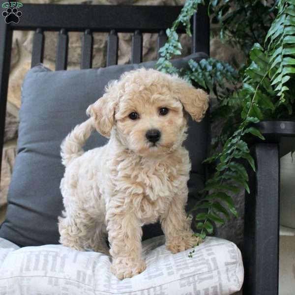 Hachi, Bich-Poo Puppy