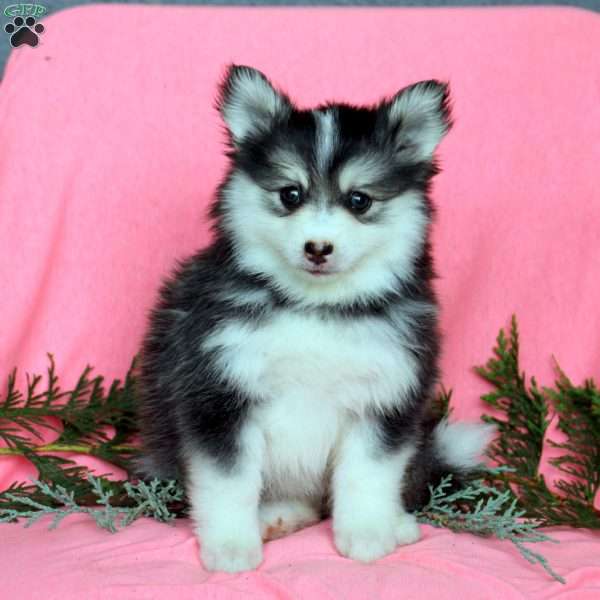 Hadley, Pomsky Puppy