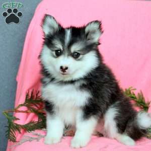 Hadley, Pomsky Puppy