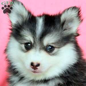 Hadley, Pomsky Puppy