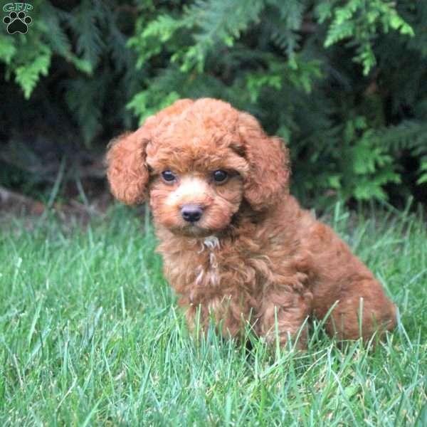 Hailey, Toy Poodle Puppy