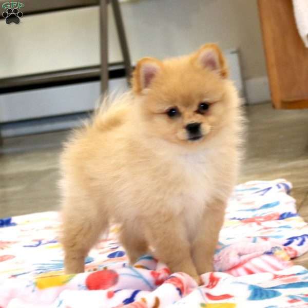 Hailey, Pomeranian Puppy