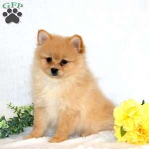 Hailey, Pomeranian Puppy