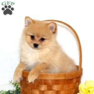 Hailey, Pomeranian Puppy