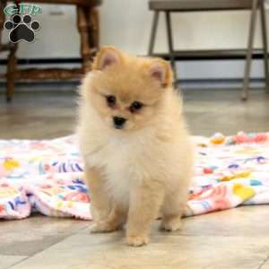 Hailey, Pomeranian Puppy