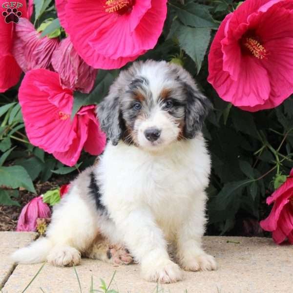 Hank, Mini Bernedoodle Puppy