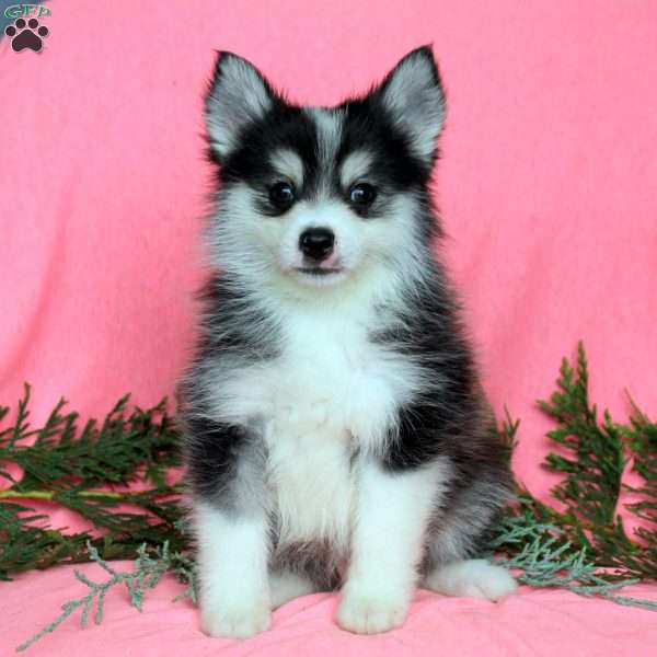 Hank, Pomsky Puppy