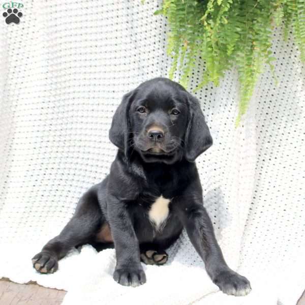 Hank, Labrador Mix Puppy