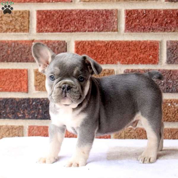 Hank, French Bulldog Puppy