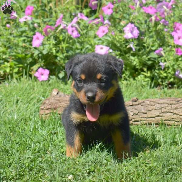 Hank, Rottweiler Puppy