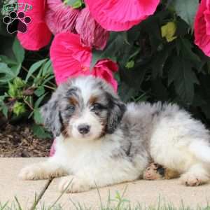 Hank, Mini Bernedoodle Puppy