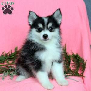 Hank, Pomsky Puppy