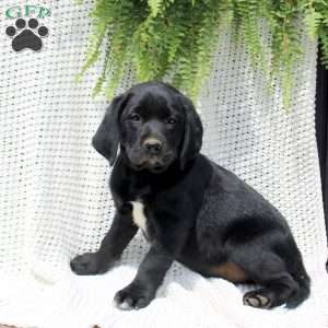 Hank, Labrador Mix Puppy