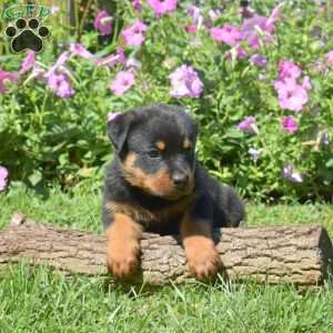 Hank, Rottweiler Puppy