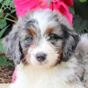 Hank, Mini Bernedoodle Puppy