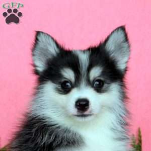 Hank, Pomsky Puppy