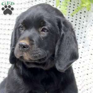 Hank, Labrador Mix Puppy