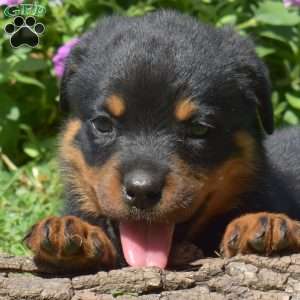 Hank, Rottweiler Puppy