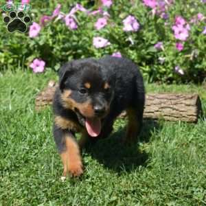 Hank, Rottweiler Puppy