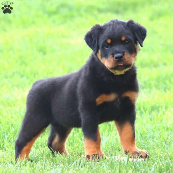 Mr. Hank, Rottweiler Puppy