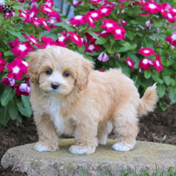 Hank, Maltipoo Puppy
