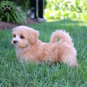 Hank, Maltipoo Puppy