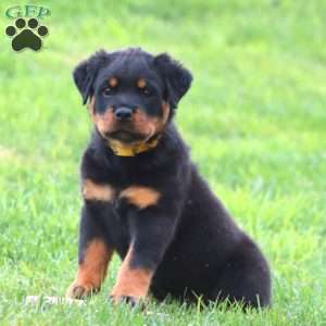 Mr. Hank, Rottweiler Puppy