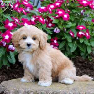 Hank, Maltipoo Puppy