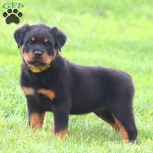 Mr. Hank, Rottweiler Puppy