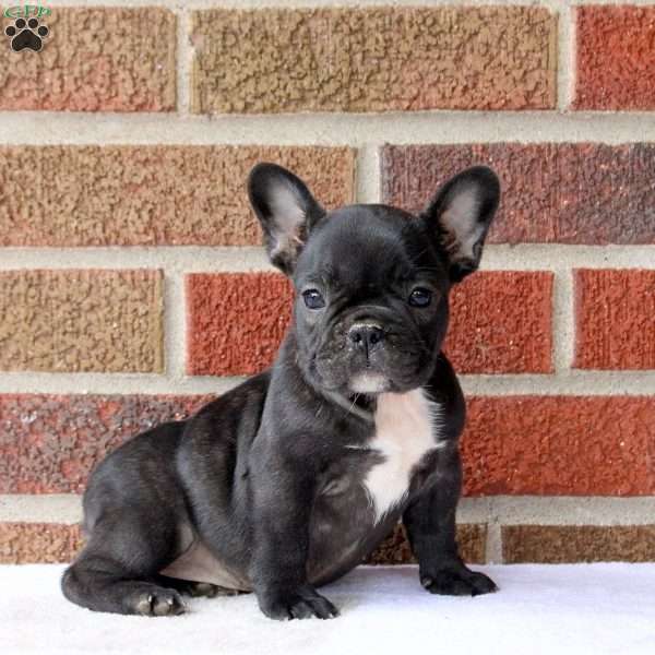 Hannah, French Bulldog Puppy