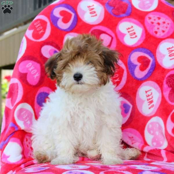Hannah, Maltipoo Puppy
