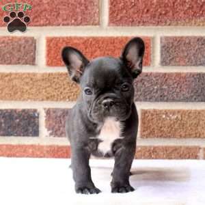 Hannah, French Bulldog Puppy