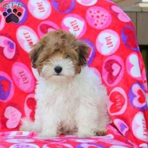 Hannah, Maltipoo Puppy