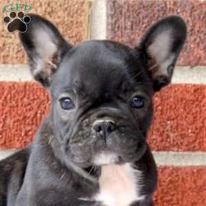 Hannah, French Bulldog Puppy
